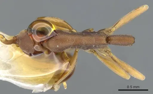 Probolomyrmex itoi specimen