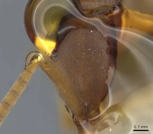 Probolomyrmex itoi specimen