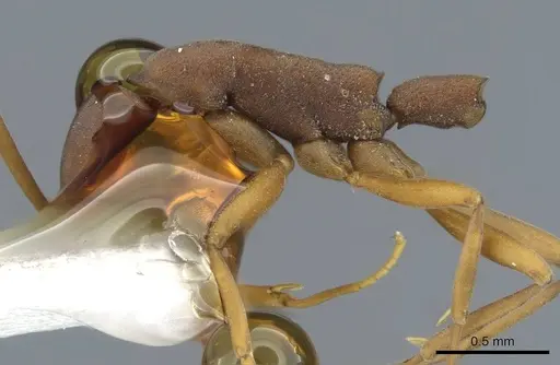 Probolomyrmex itoi specimen