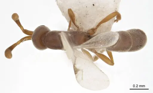Probolomyrmex latalongus specimen