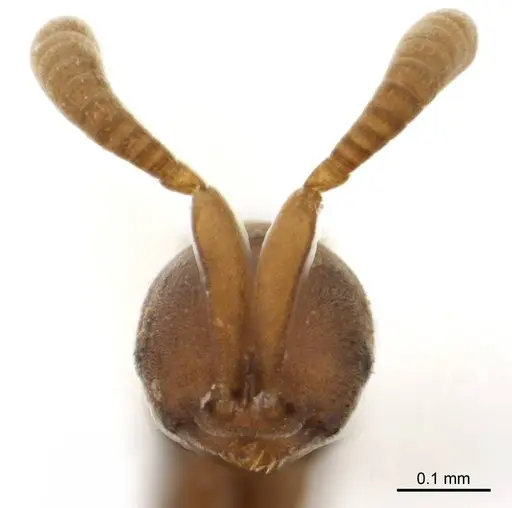 Probolomyrmex latalongus specimen