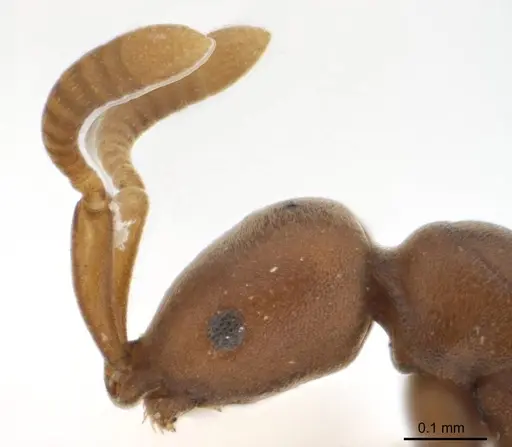 Probolomyrmex latalongus specimen