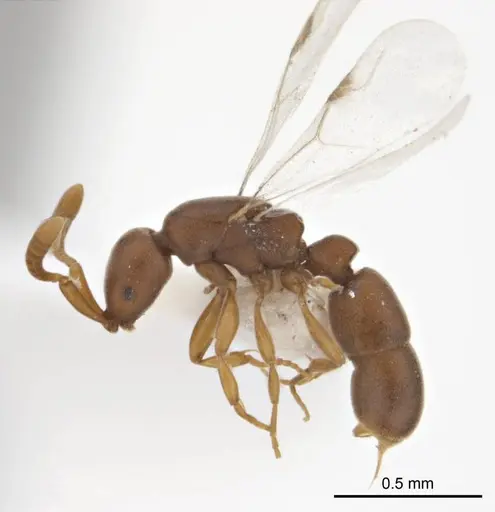 Probolomyrmex latalongus - ANTWEB1008711