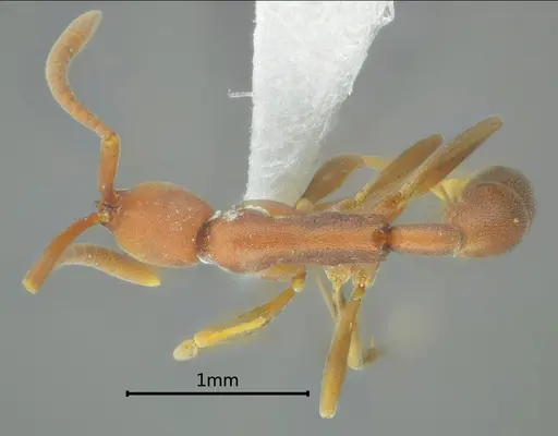 Probolomyrmex longiscapus specimen