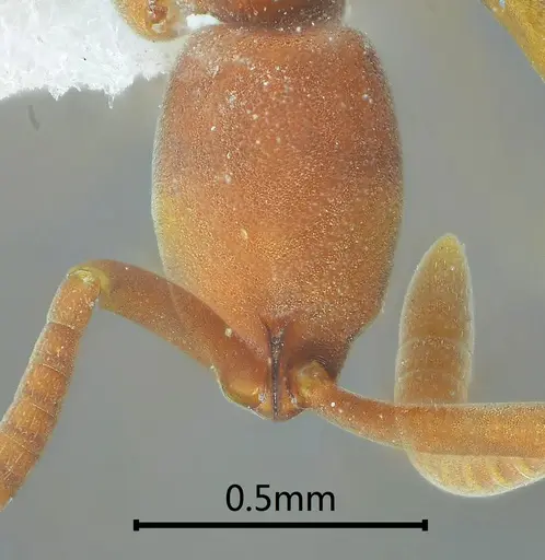 Probolomyrmex longiscapus specimen