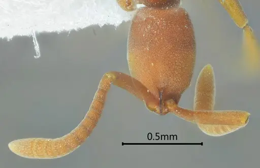 Probolomyrmex longiscapus specimen