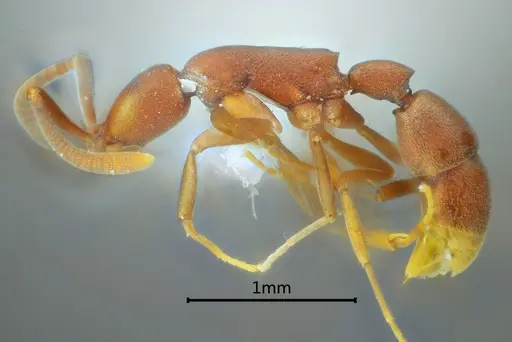 Probolomyrmex longiscapus - ANTWEB1060526