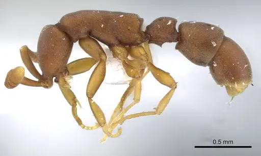 Probolomyrmex maryatiae specimen