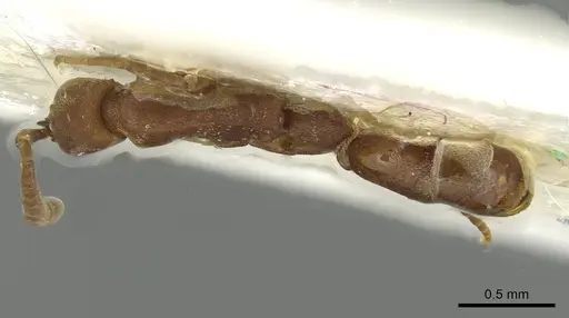 Probolomyrmex newguinensis specimen