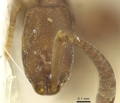 Probolomyrmex newguinensis specimen