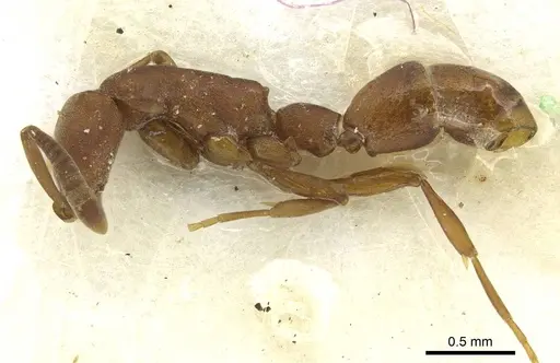 Probolomyrmex newguinensis specimen