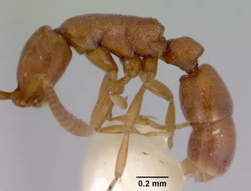 Probolomyrmex okinawensis specimen