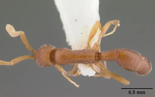 Probolomyrmex procne specimen