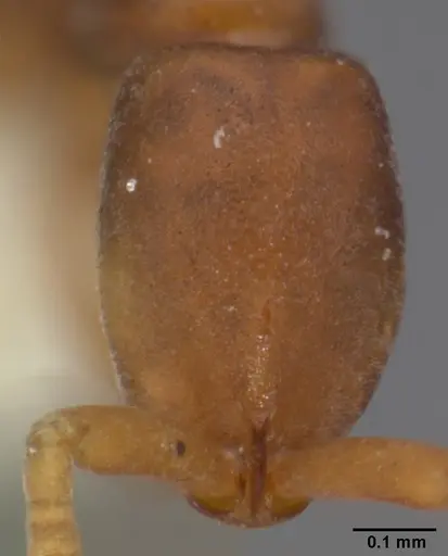 Probolomyrmex procne specimen
