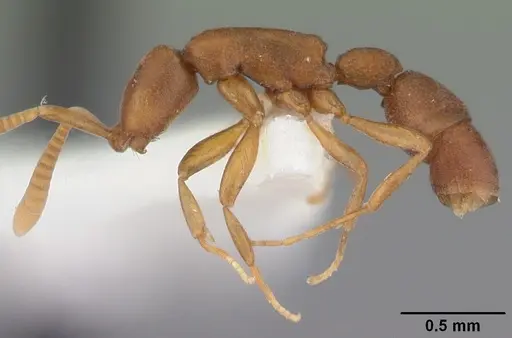Probolomyrmex procne specimen