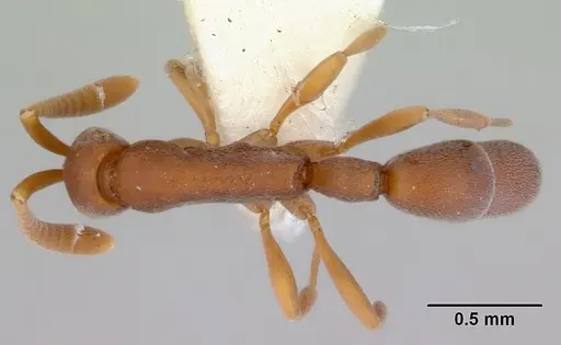 Probolomyrmex salomonis specimen