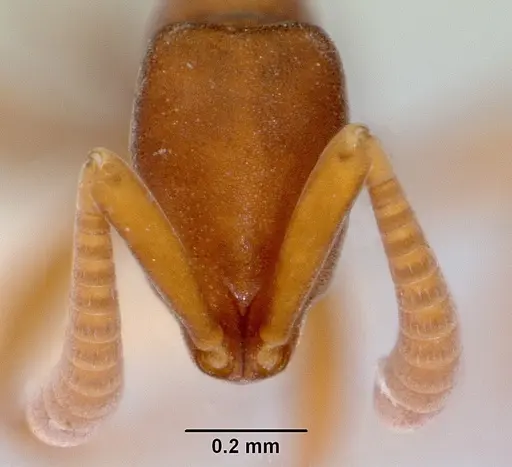 Probolomyrmex salomonis specimen