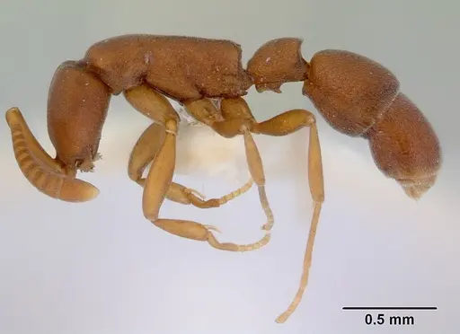 Probolomyrmex salomonis specimen