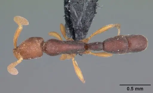 Probolomyrmex tani specimen