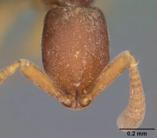 Probolomyrmex tani specimen