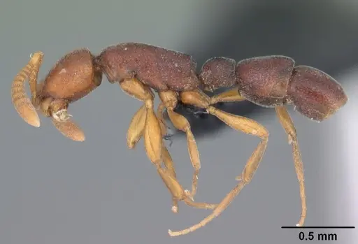 Probolomyrmex tani specimen