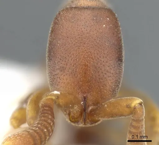 Probolomyrmex vieti specimen