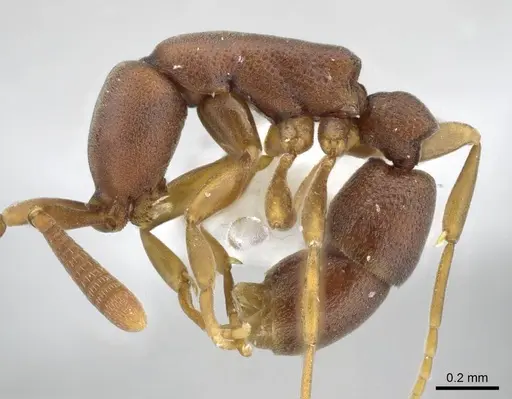 Probolomyrmex vieti specimen