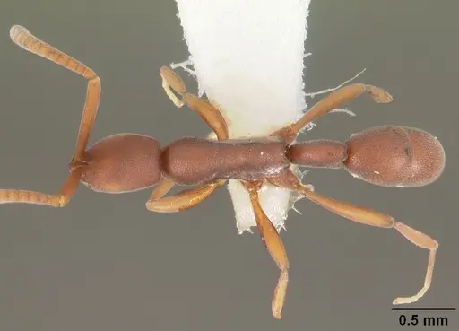 Probolomyrmex watanabei specimen