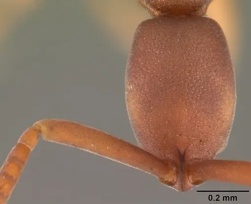 Probolomyrmex watanabei specimen