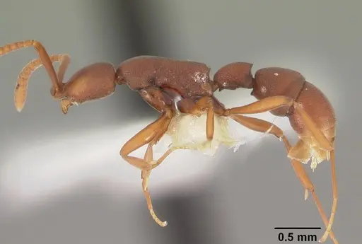 Probolomyrmex watanabei specimen