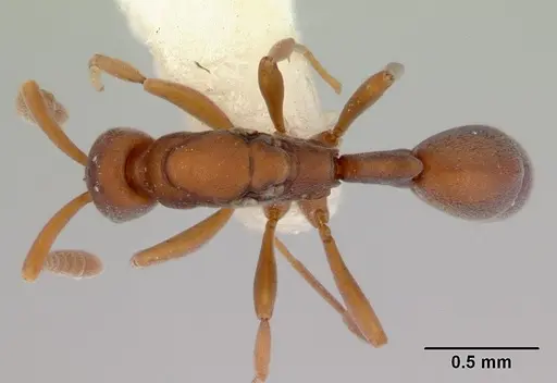 Probolomyrmex watanabei - CASENT0172415