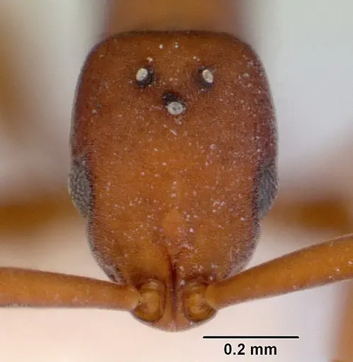 Probolomyrmex watanabei - CASENT0172415