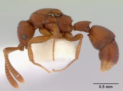 Probolomyrmex watanabei - CASENT0172415