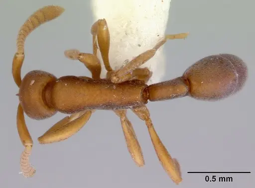 Probolomyrmex watanabei - CASENT0172416