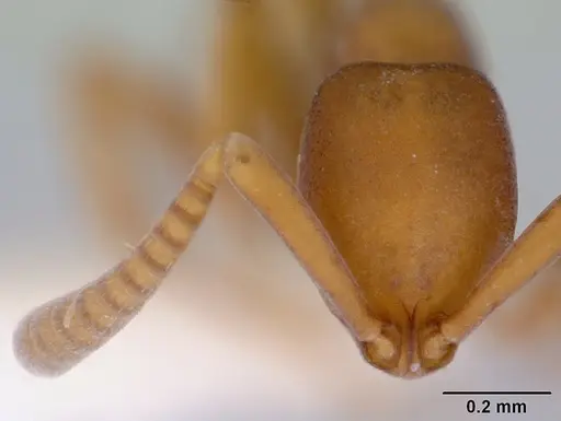 Probolomyrmex watanabei - CASENT0172416