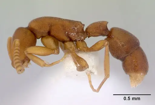 Probolomyrmex watanabei - CASENT0172416