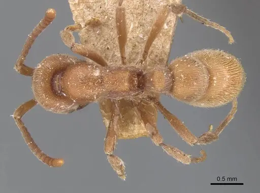 Proceratium algiricum specimen