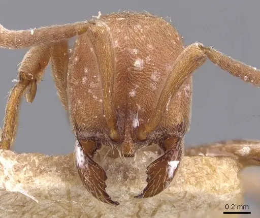 Proceratium algiricum specimen