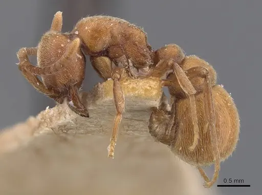 Proceratium algiricum specimen