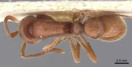 Proceratium algiricum - CASENT0907206