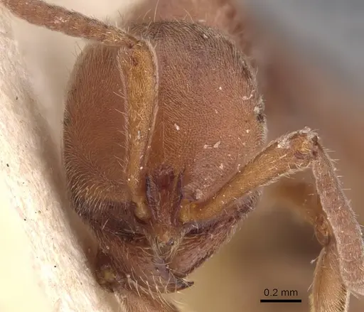 Proceratium algiricum - CASENT0907206