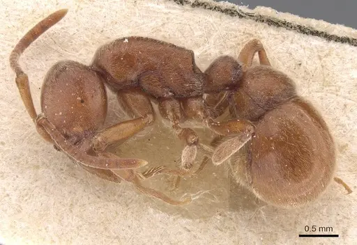 Proceratium algiricum - CASENT0907206