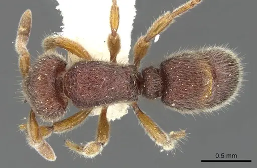 Proceratium angulinode specimen