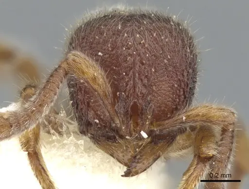 Proceratium angulinode specimen