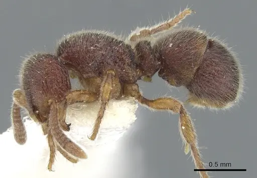 Proceratium angulinode specimen