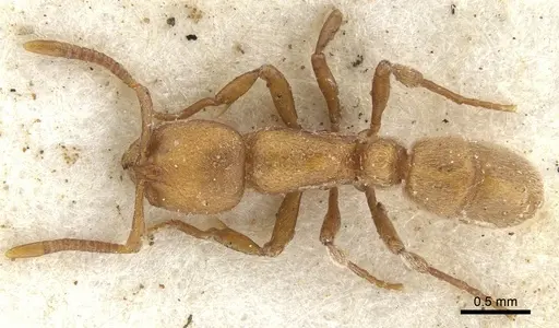 Proceratium arnoldi specimen