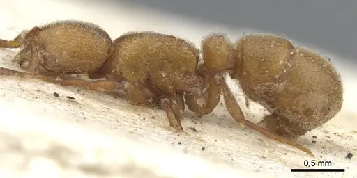 Proceratium arnoldi specimen