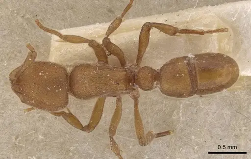 Proceratium arnoldi - CASENT0907203