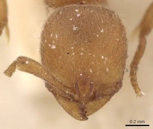 Proceratium arnoldi - CASENT0907203