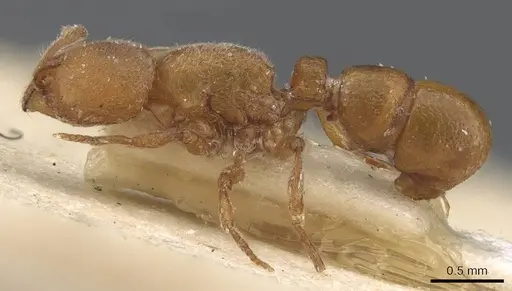 Proceratium arnoldi - CASENT0907203